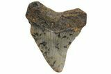 Juvenile Megalodon Tooth - North Carolina #210127-1